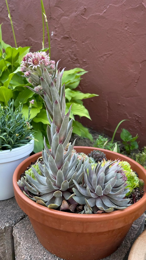 beautiful Different Types of Sempervivum