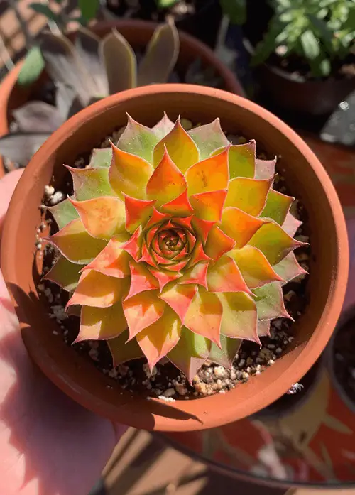 best Succulents Types That Look Like The Echeverias