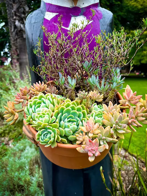 best Succulents Types That Look Like The Echeverias