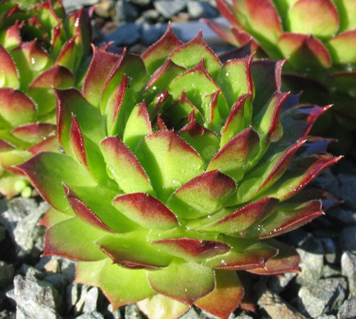 best Types of Sempervivum