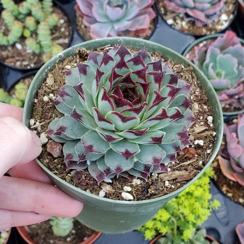 Different Types of Sempervivum