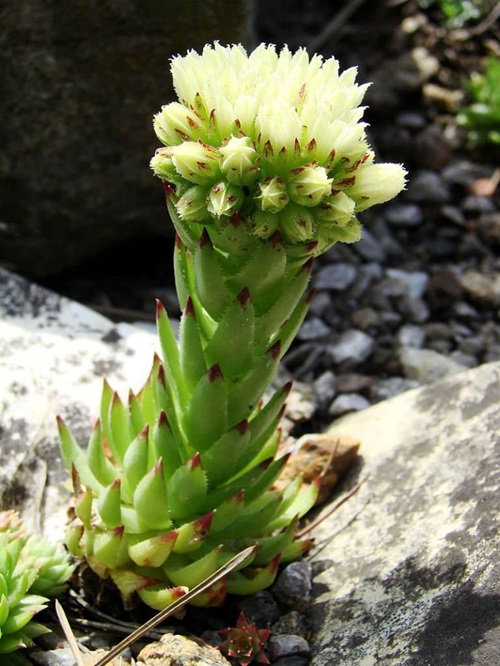 Different Types of Sempervivum