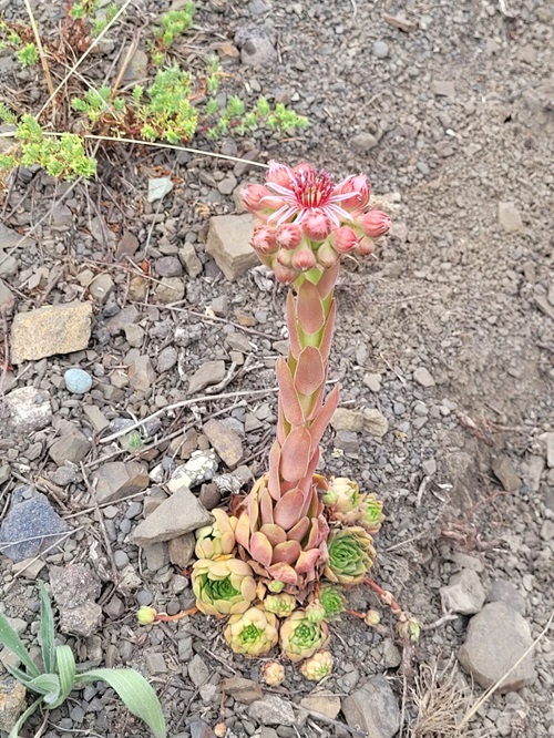  Types of Sempervivum