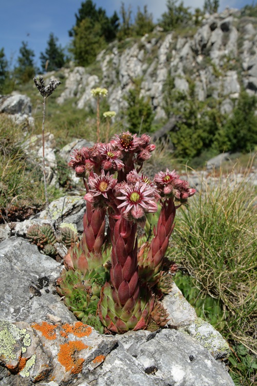 top Different Types of Sempervivum