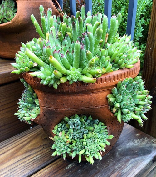 Well-liked Sempervivum hybrid varieties