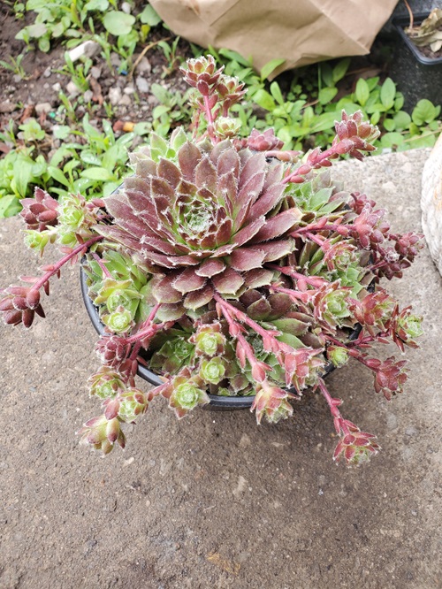 What are Sempervivums