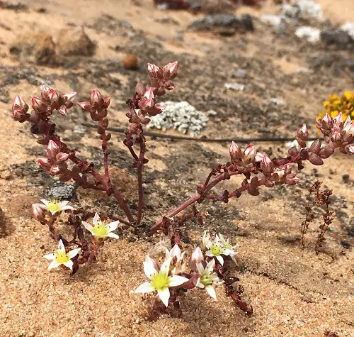 Types of Dudleya You Must Grow 3