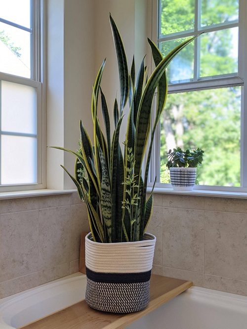 Get to know your Snake plant Variety