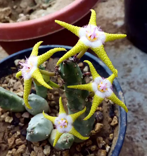 Succulent Plant with Star Shaped Flower