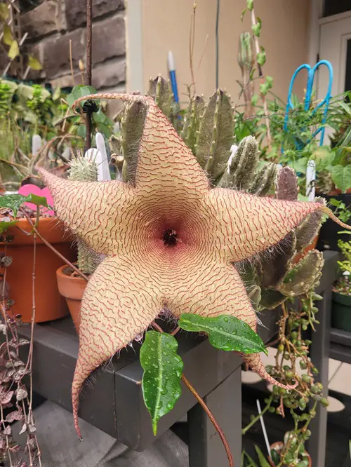 Succulent Plant with Star Shaped Flower