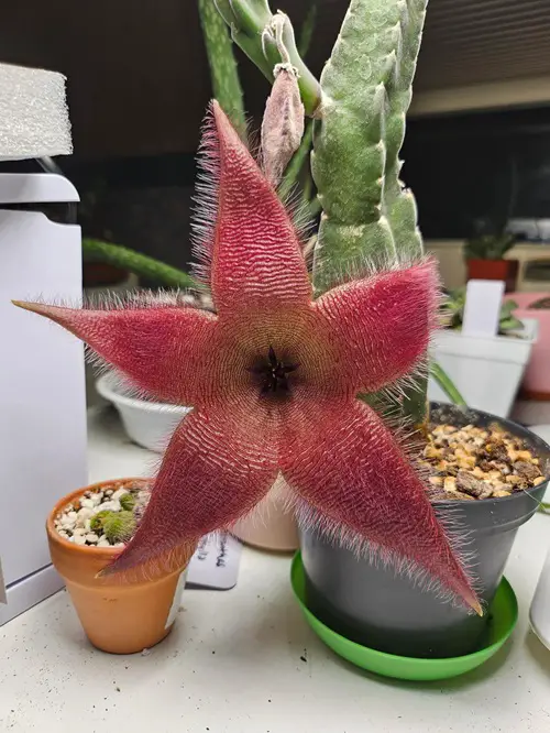 best Succulent Plant with Star Shaped Flower