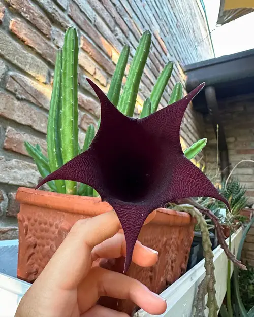 amazing Succulent Plant with Star Shaped Flower