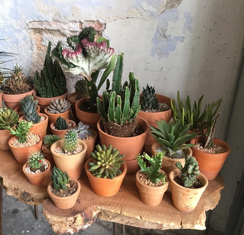 In your house, make a succulent corner