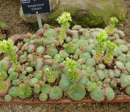 top Different Types of Sempervivum