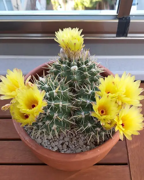 Best Cactus Varieties