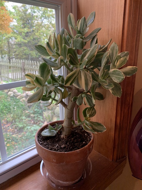 Variegated Jade Plants 