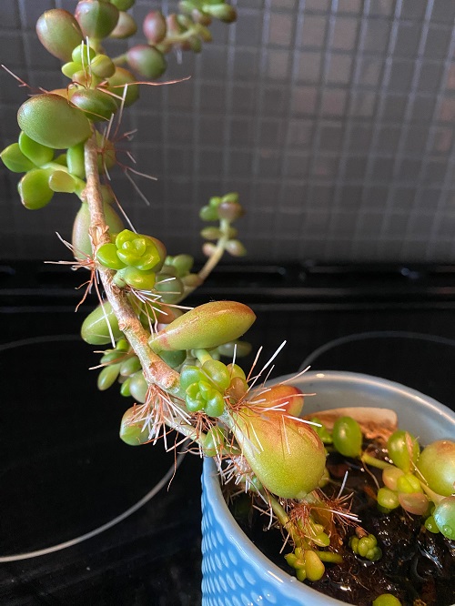 aerial roots on succulent