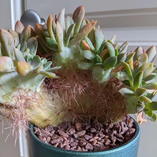 aerial roots on succulent