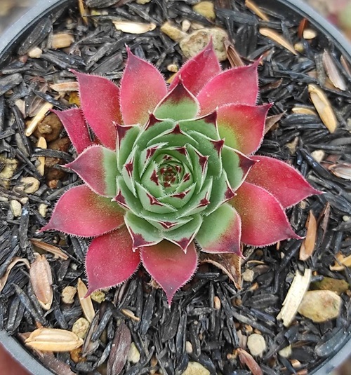 top best Different Types of Sempervivum