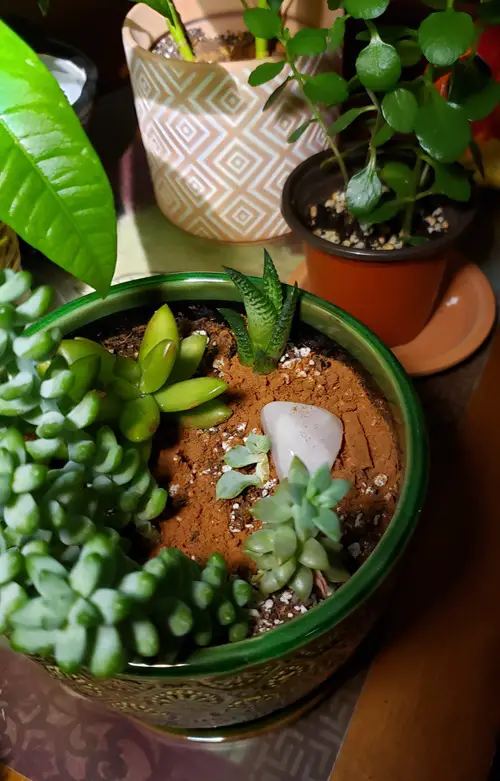 How to Remove Ants from Succulents