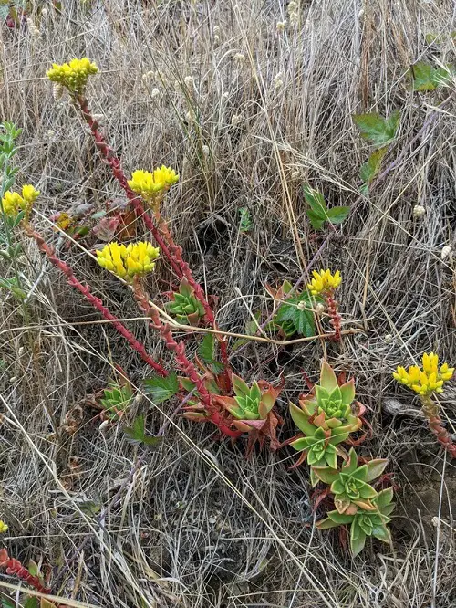 Beautiful Dudleya in Graden 4