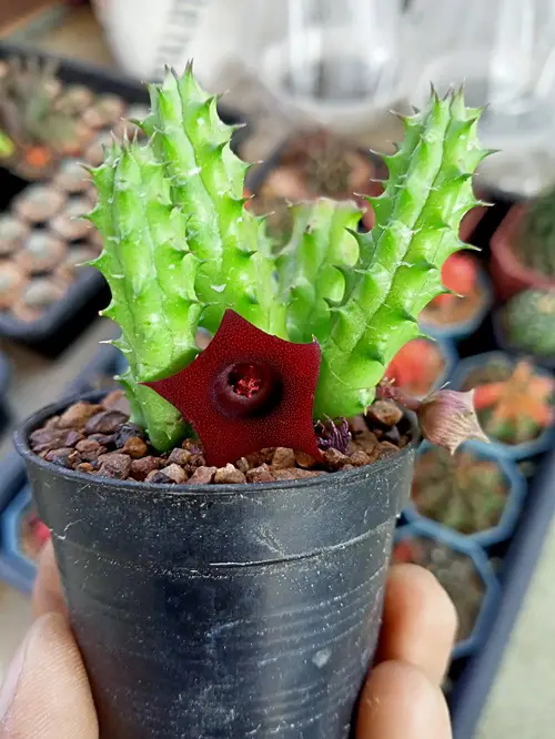 Succulent with Star Shaped Flower