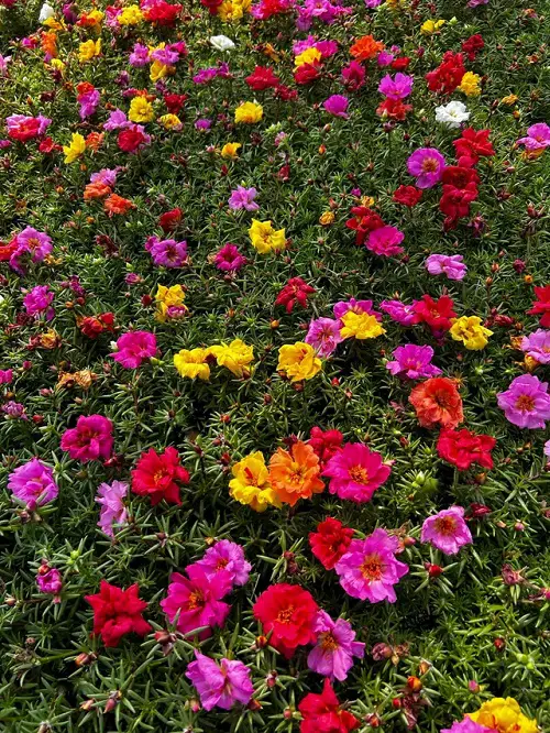 colorful Moss Rose plant