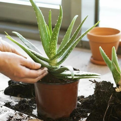 Use Potting Soil Specifically Made For Cactus and Succulents