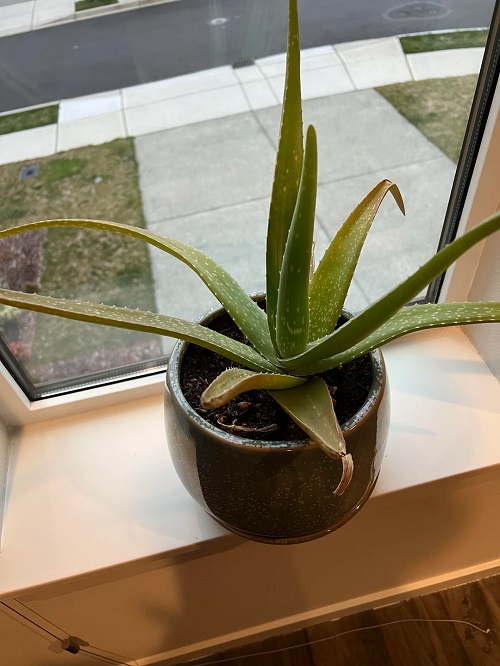 overwatered aloe vera