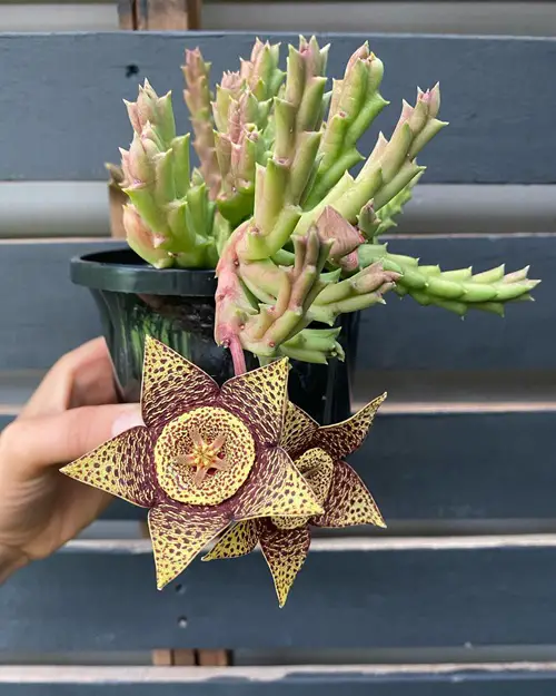 best Succulent Plant with Star Shaped Flower