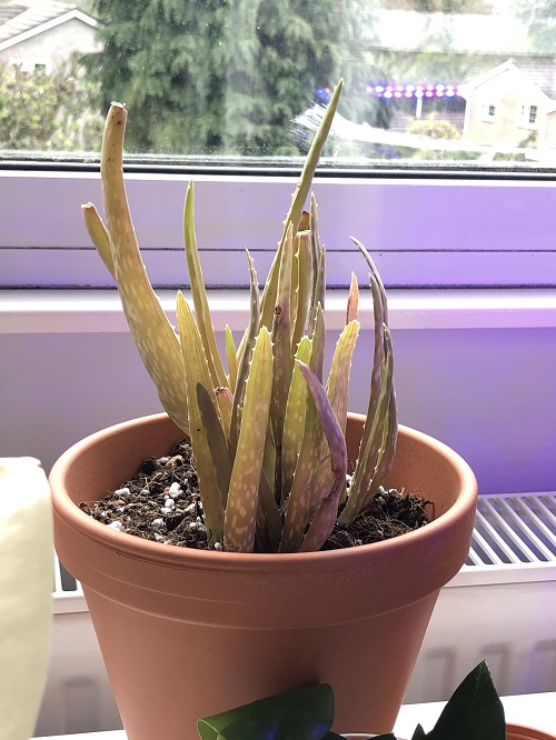 overwatered aloe vera