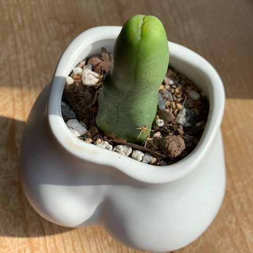 Penis Cactus Care and Growing Guide