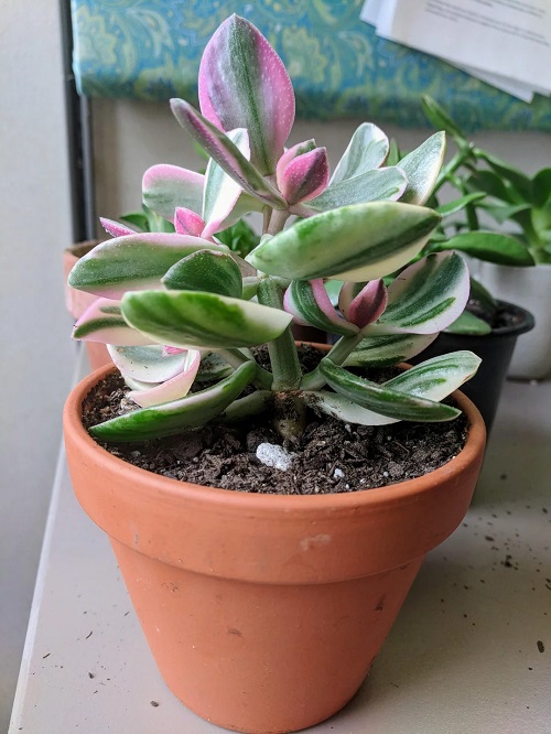 Variegated Jade  2