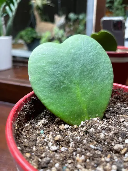 Propagating Heart-Shaped Hoya Kerrii