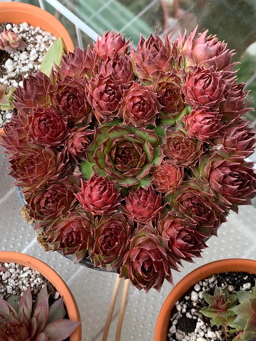 Sempervivums Temperature Stress 