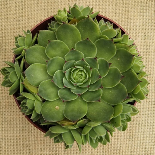 Different Types of Sempervivum