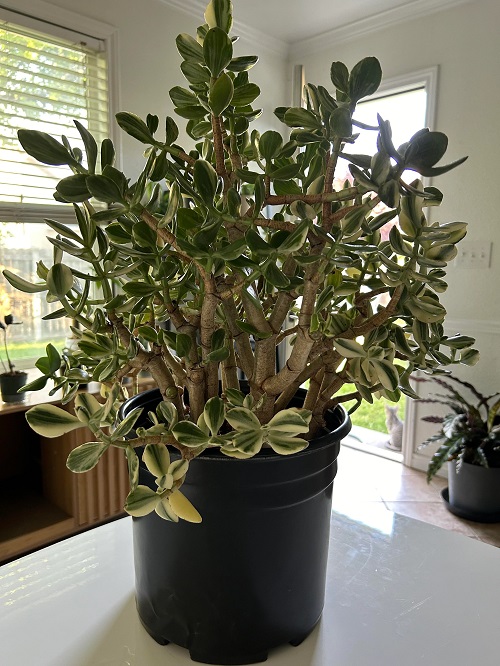 Variegated Jade Plant; Pot Size