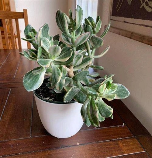 How to grow a Variegated Jade Plant