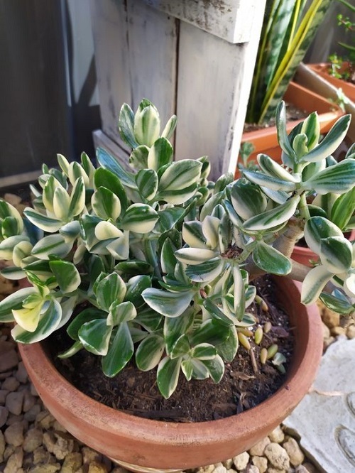 Best Conditions for Growing a Jade Plant