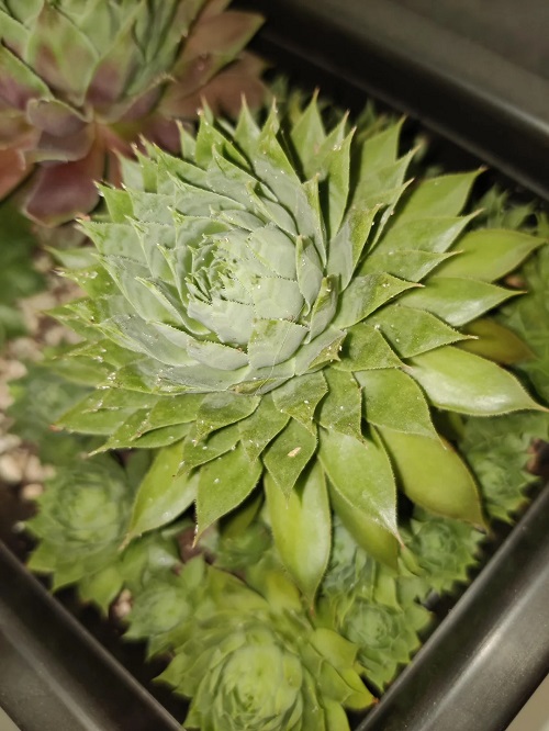 Sempervivums Pests and Diseases 1