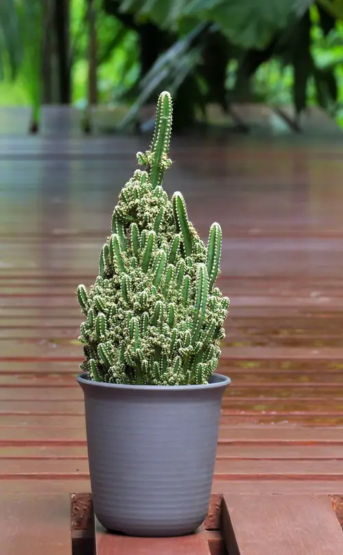 best Kinds of Cacti You Should Plant
