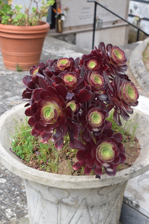 beautiful Succulents That Look Like Rose Flowers