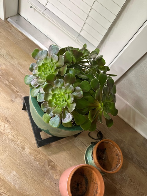 Succulents That Do Well in Humidity