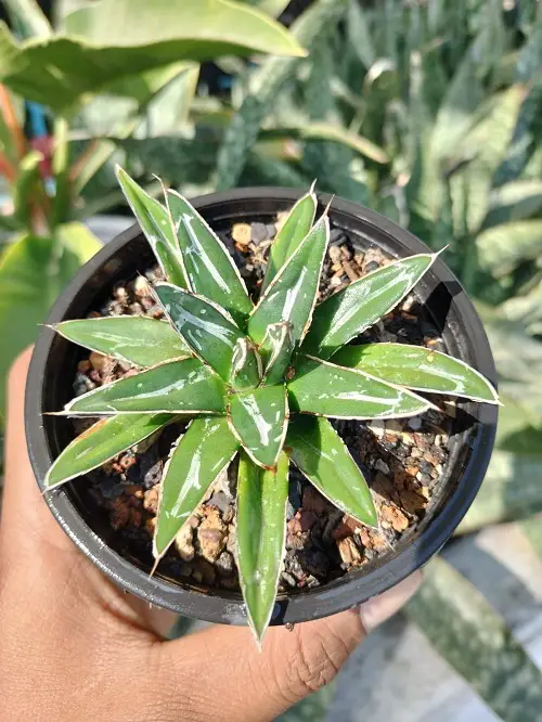 Agave Victoriae-Reginae