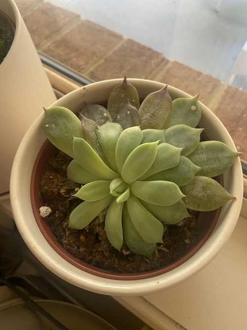 Can Humidity Kill Succulents