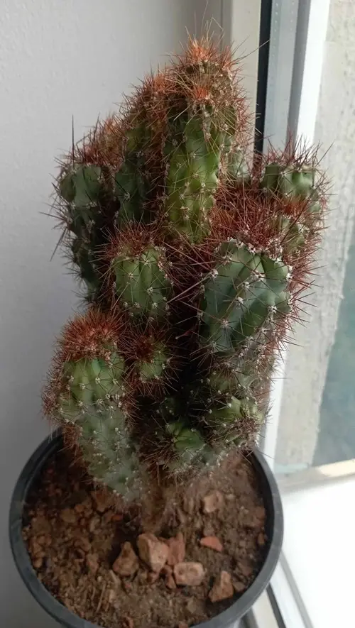 lovely Succulents with Thorny, Hairy-Shaped Leaves