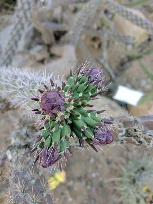 Succulents with Thorns and Buds