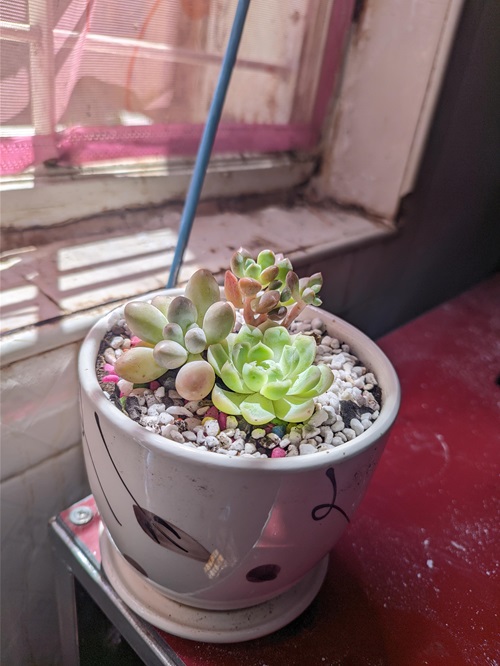 How to Manage Humidity for Indoor Succulents