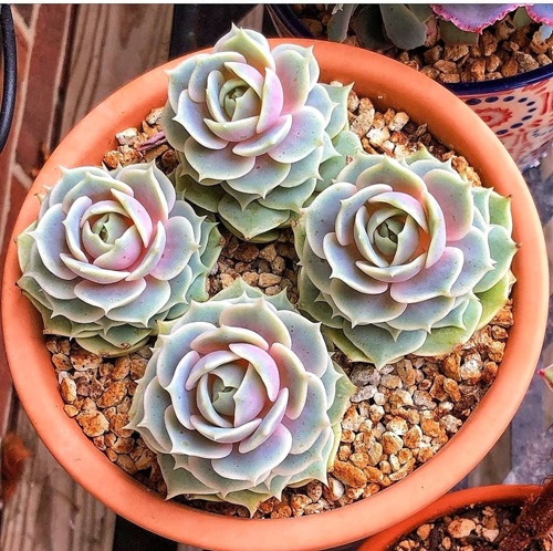 best Succulents That Look Like Rose Flowers