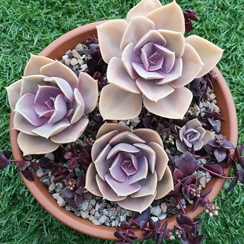 top Succulents That Look Like Rose Flowers